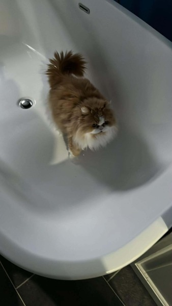 Thread 43 Starmer : il ritorno della luce e la semina del Lathyrus odoratus