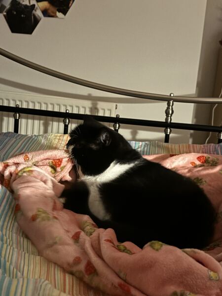 Pebbles is mental