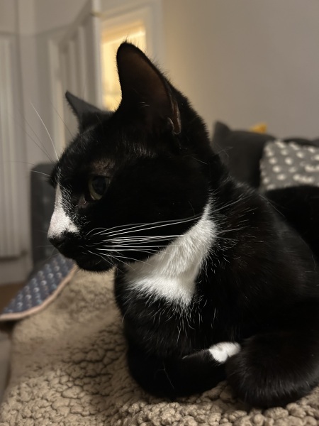 Carry On Catting - the Excellent Cats do what they do best