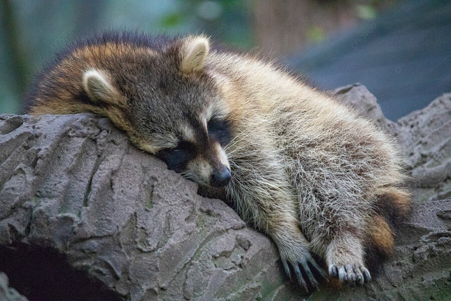 The Bluestocking Inn, cocktails and cocoa and all