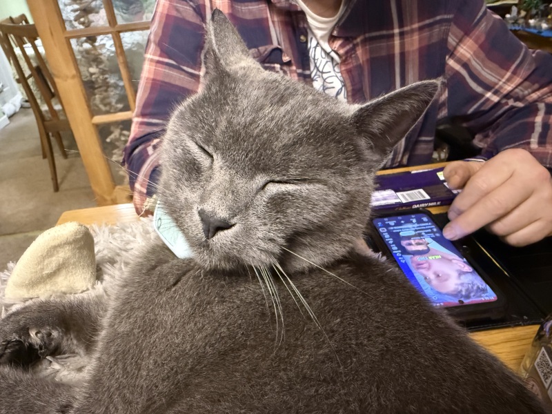 Carry On Catting - the Excellent Cats do what they do best