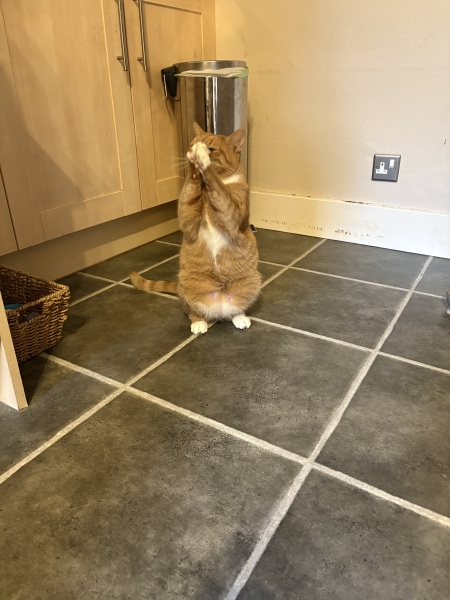 How do you create a routine for a cat?