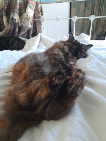 Are your cats training for any careers?