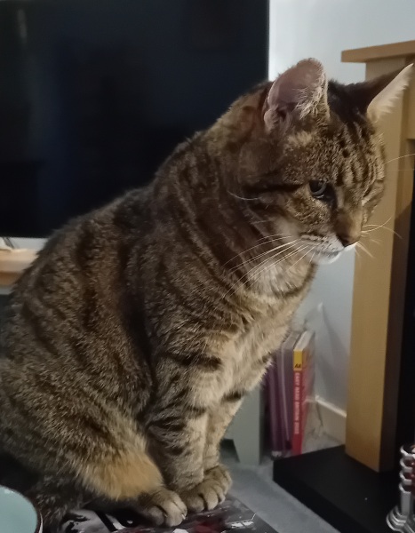 The Excellent Cats welcome the new year by planning an expedition in search of 'She who must not be named'