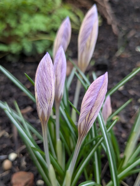 Year round Nigel Slater discussion thread - Part 3