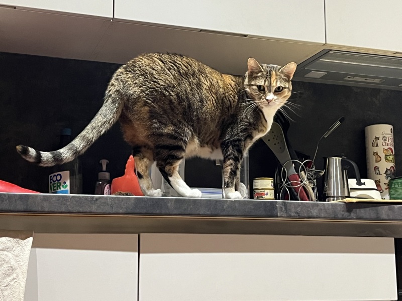 Kittens on worktops