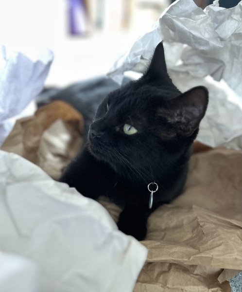 Thread 43 Starmer : il ritorno della luce e la semina del Lathyrus odoratus