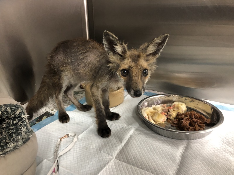 Which animal charities do you think make a real difference?