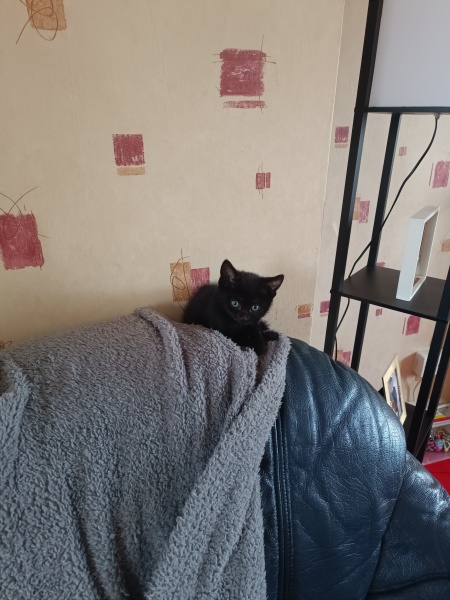 New kitten