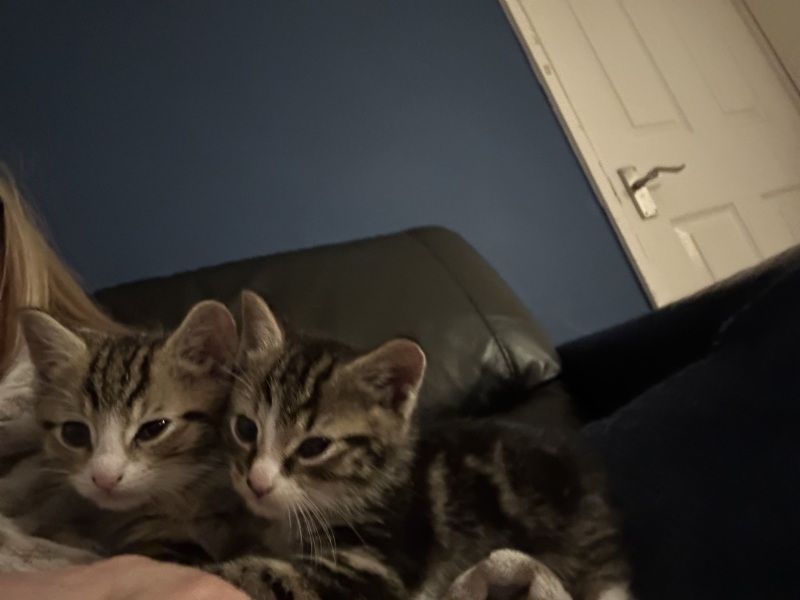 Kitten cuteness