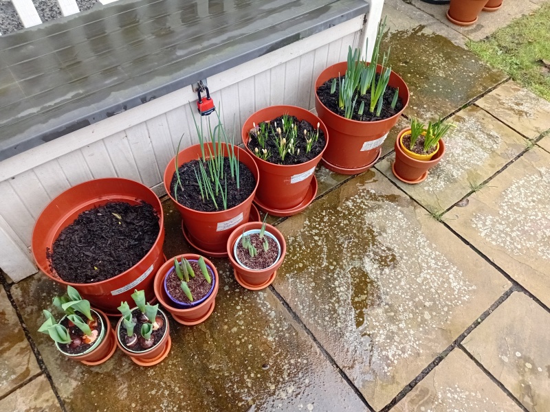Tulip bulbs - plant BEFORE or AFTER the first frost?