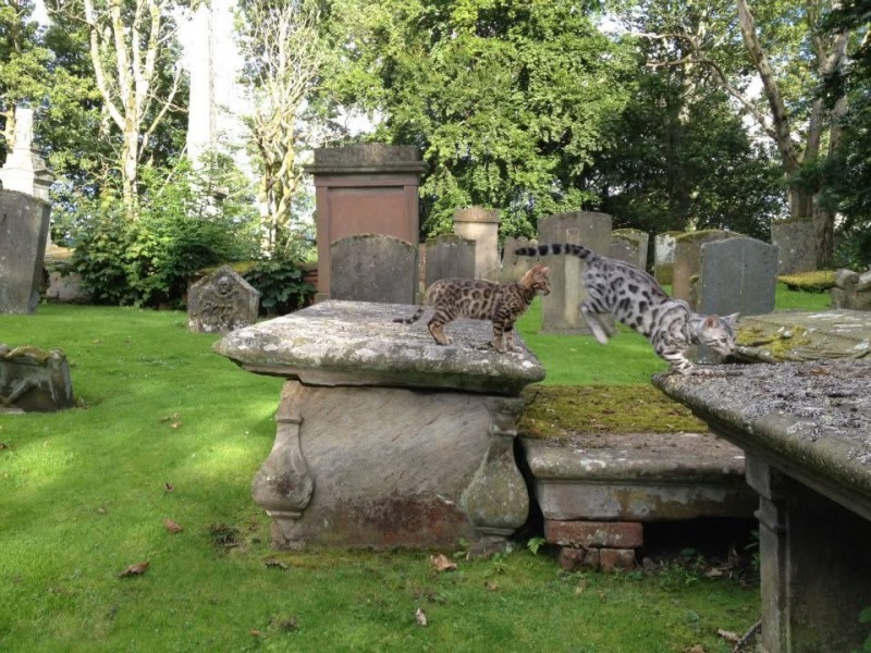 To ask you to try an experiment with your cat? 😁