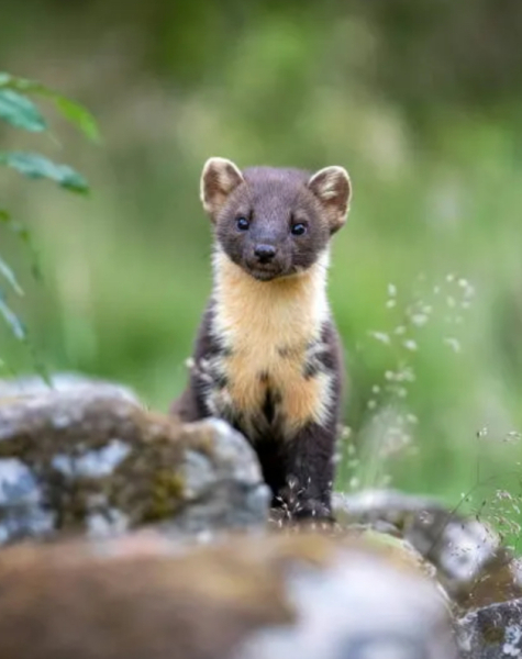 Labour isn't working - Thread 27