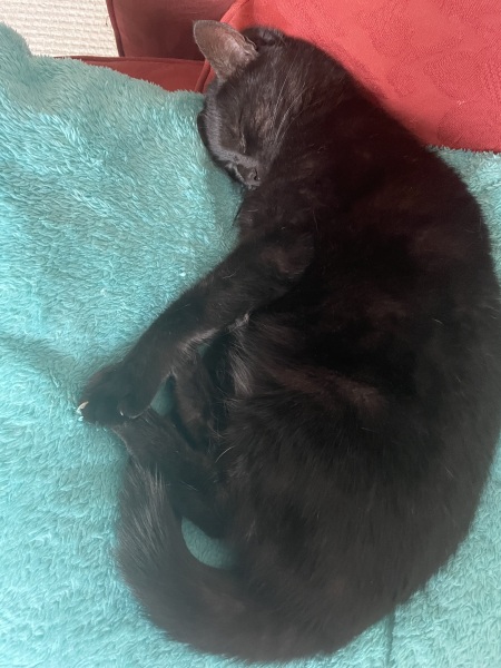 Thread 44 Starmer - Knolraap en lof, schorseneren en prei.