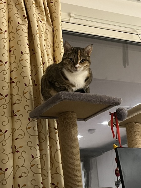 To ask you to try an experiment with your cat? 😁