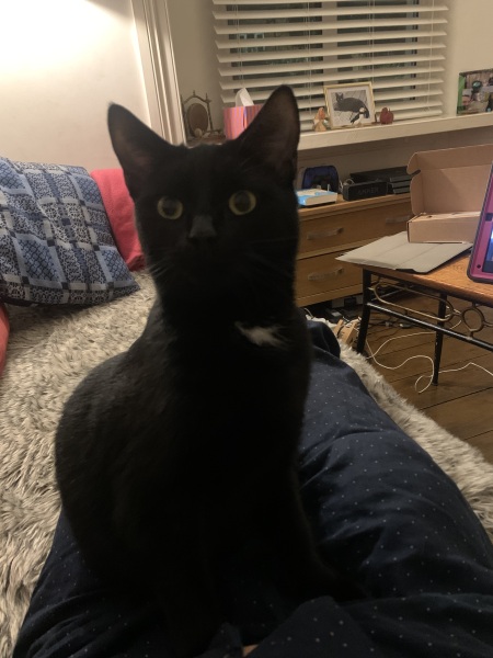 To ask you to try an experiment with your cat? 😁