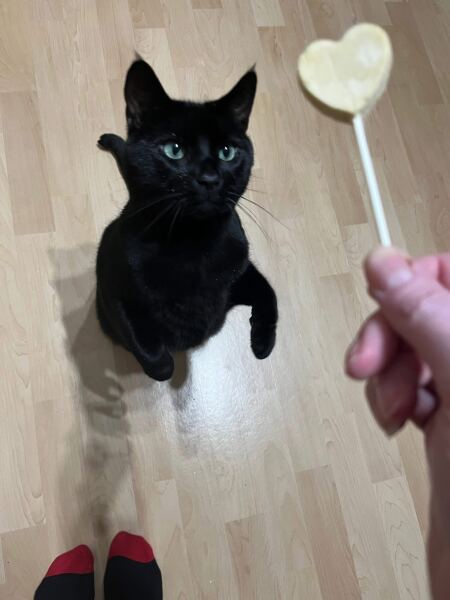 What treats do your cats love?