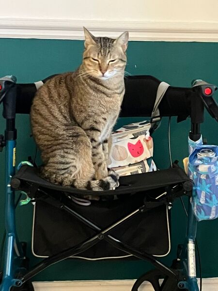 How do you create a routine for a cat?
