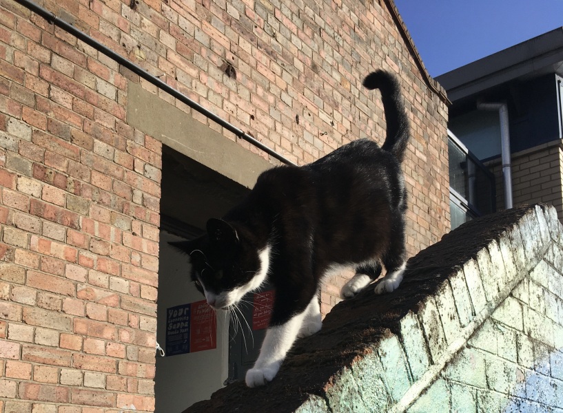 Thread 43 Starmer : il ritorno della luce e la semina del Lathyrus odoratus