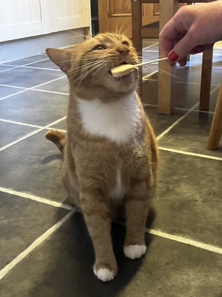 What treats do your cats love?