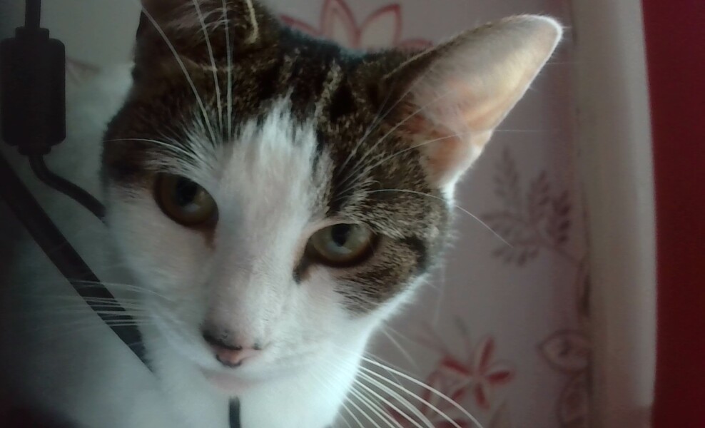 To ask you to try an experiment with your cat? 😁