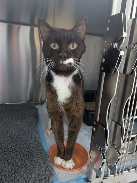 Old cat grooming recommendations