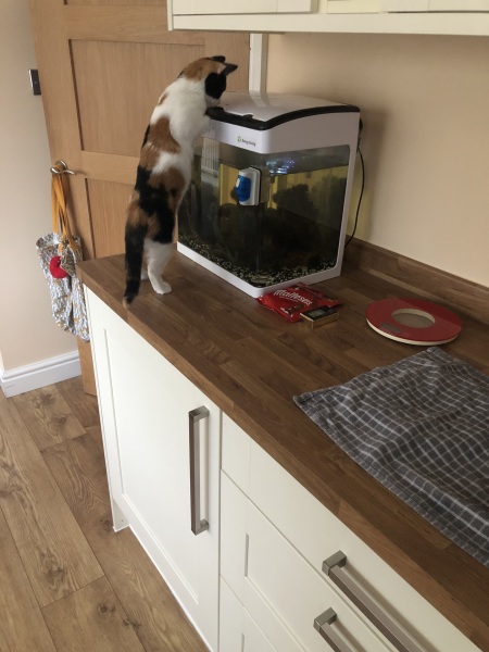 Kittens on worktops