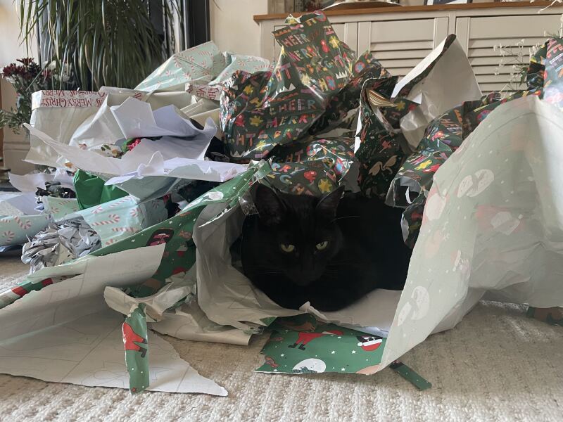 Thread 43 Starmer : il ritorno della luce e la semina del Lathyrus odoratus