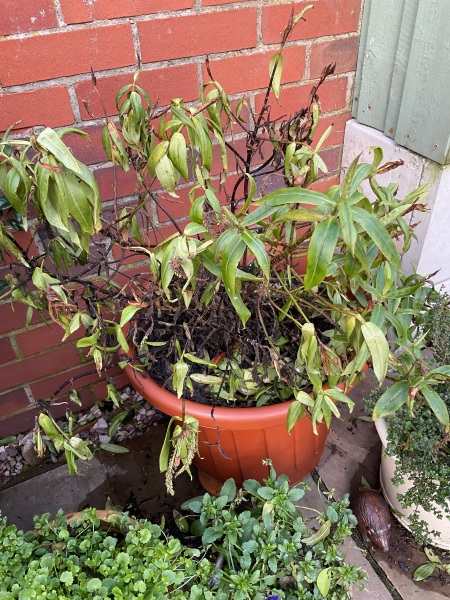 Potted Hebe - is it worth saving?