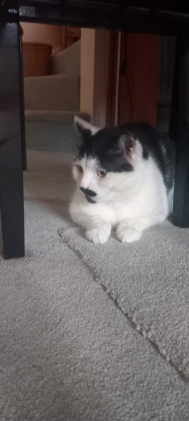 Carry On Catting - the Excellent Cats do what they do best