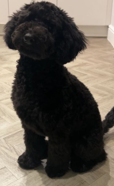 Puppy Survival Thread Autumn 2025 - all welcome!