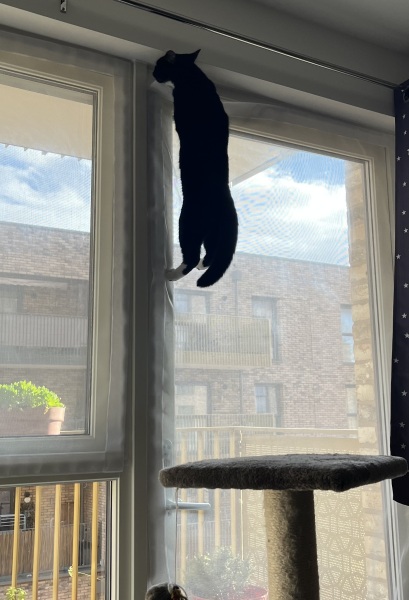 Cat gate - does such a thing exist?