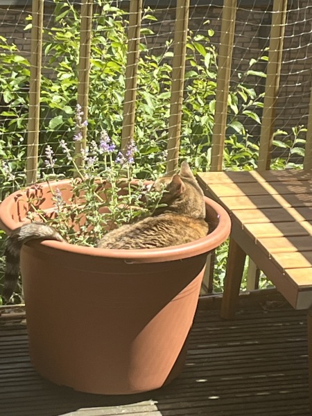 Carry On Catting - the Excellent Cats do what they do best