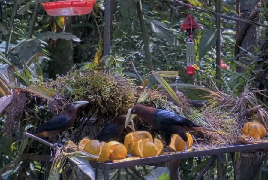 Anyone want to watch some storks on their nest? Wildlife camera.