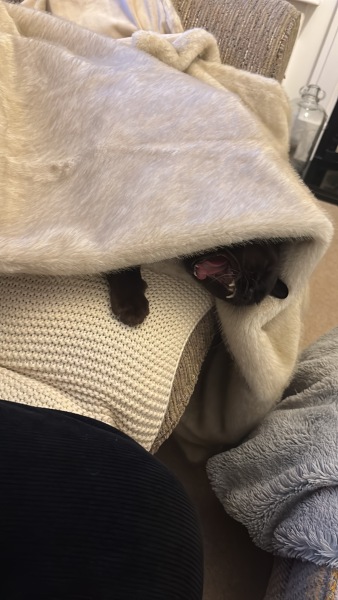 To ask you to try an experiment with your cat? 😁