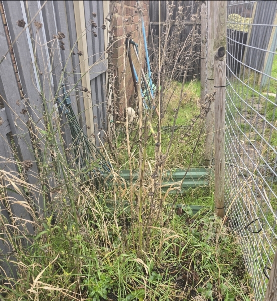 What have you done in the garden today? Part 7
