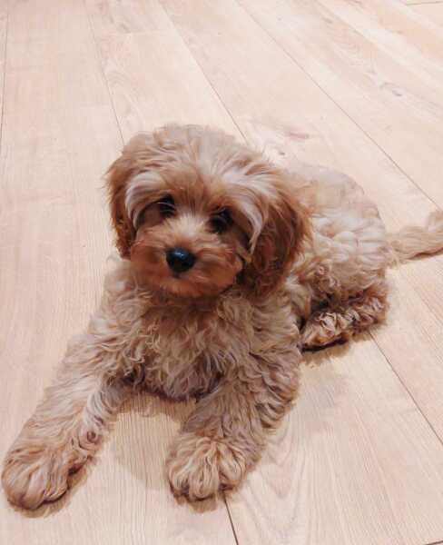 Puppy Survival Thread Autumn 2025 - all welcome!