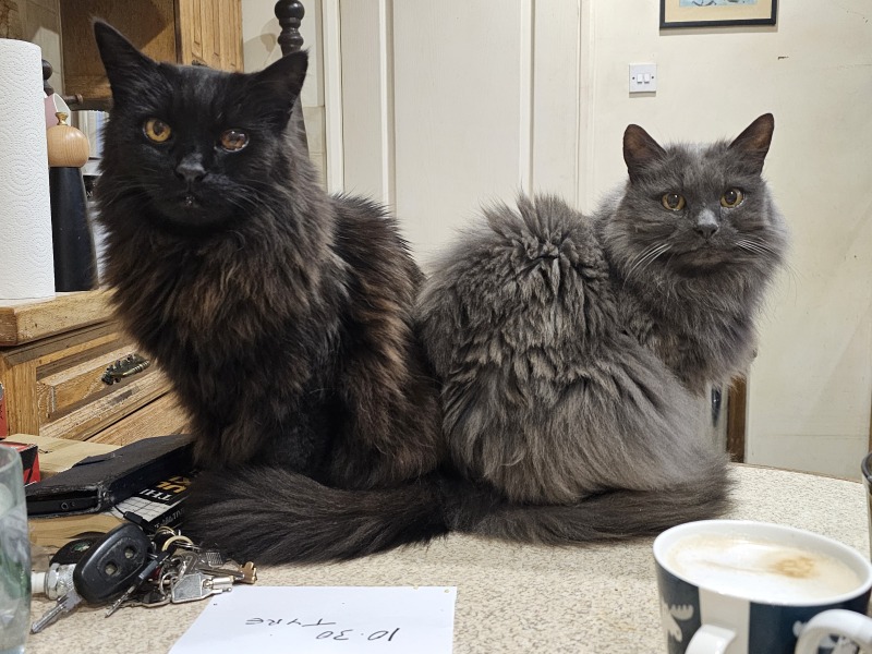 Kittens on worktops