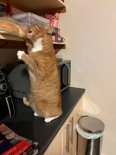 Kittens on worktops