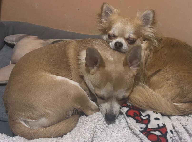 Do you think there will ever come a time when business need to take account of the needs of those of us allergic to dogs?