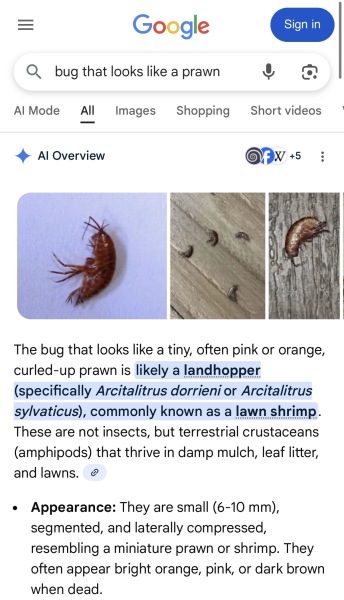 What is this giant flea bug??