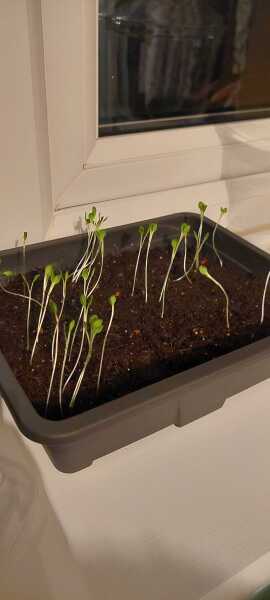 Year round Nigel Slater discussion thread - Part 3