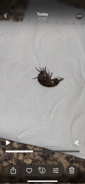 What is this giant flea bug??