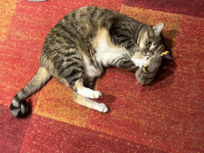 Did Your Cat Choose You