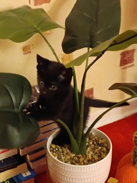 Kitten cuteness