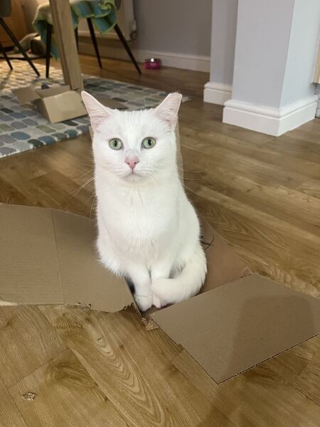 To ask you to try an experiment with your cat? 😁