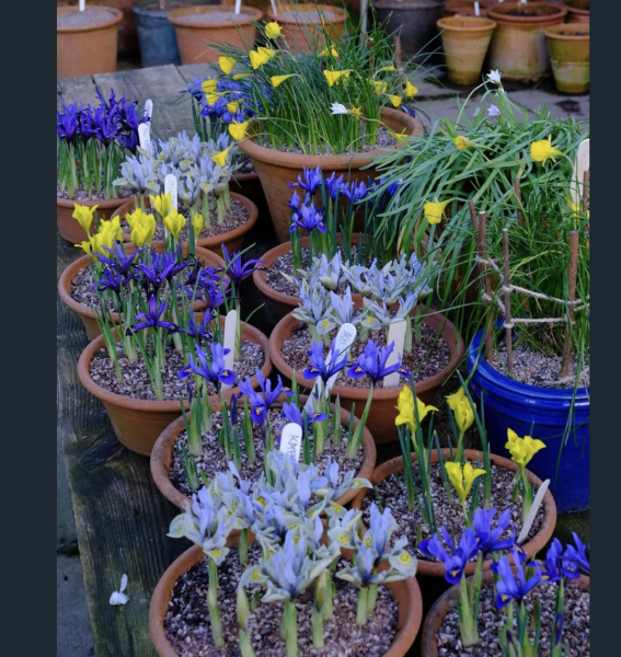 What have you done in the garden today? Part 7