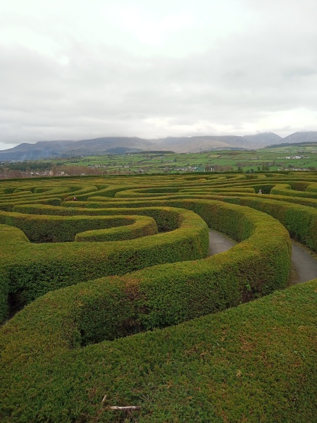 Thread 43 Starmer : il ritorno della luce e la semina del Lathyrus odoratus