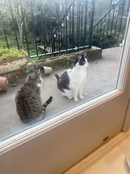 Getting a kitten as a friend for solo cat?