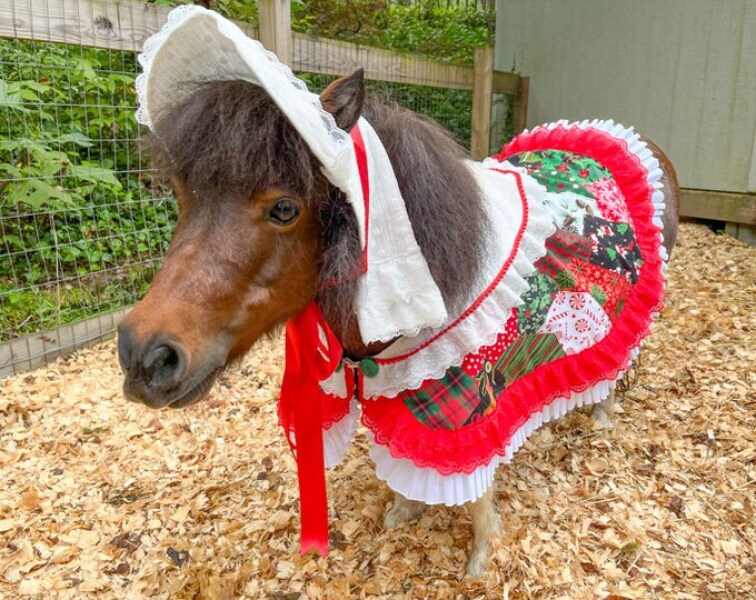 Time for talented horses to take back horse roles in pantos